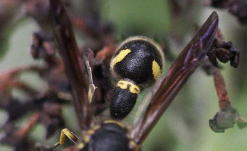 Eumenes sp.